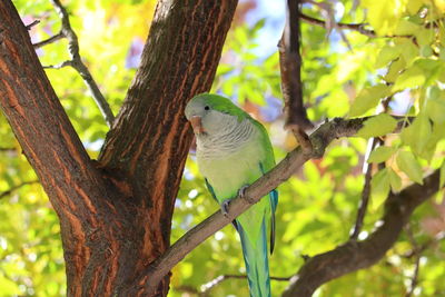 Low angle view of bird perching on tree