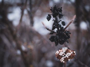 Close-up of wilted plant during winter