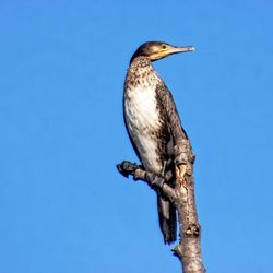 Low angle view of cormorant perching on wooden post against clear blue sky