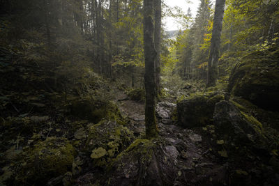 Trees and rocks in forest