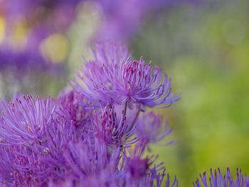 Close-up of purple flowering plant