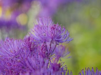 Close-up of purple flowering plant