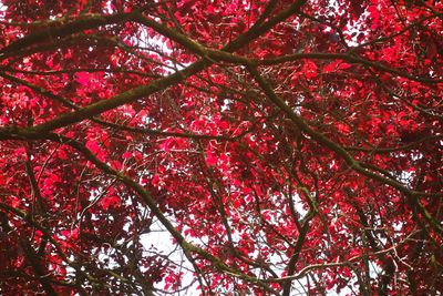 Low angle view of red tree