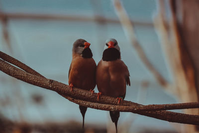 Two birds perching on branch