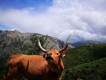 Horse standing on mountain against sky