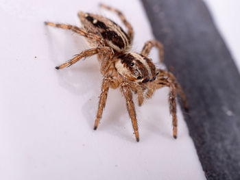 Close-up of spider