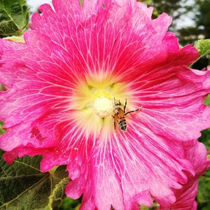 Close-up of insect on pink flower