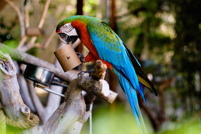 Close-up of parrot perching on branch