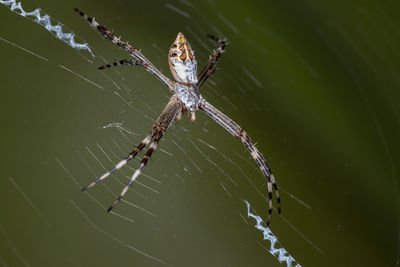 Close-up of spider on web