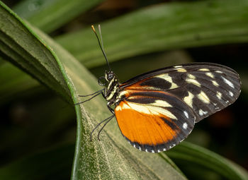 A black and orange butterfly, an important pollinator, rests on a green leaf