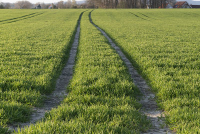 Tire track in a fresh grain field. it's spring.