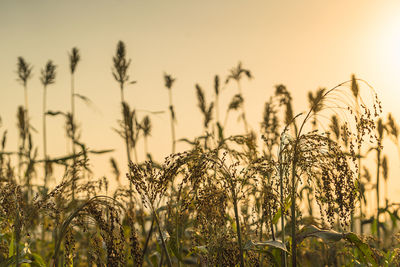 Close-up of crops growing on field against sky