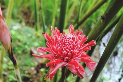 Close-up of red flower