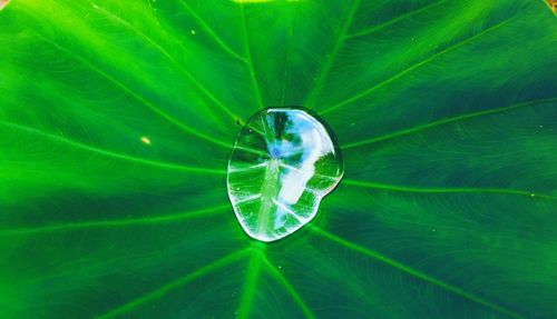 Close-up of green leaf on water