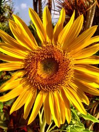 Close-up of yellow flower