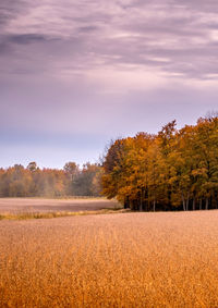  autumn golden field in michigan usa is flanked by a colorful fall forest, and a beautiful cloudy sky