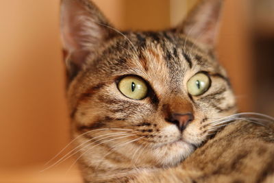 Close-up portrait of a cat