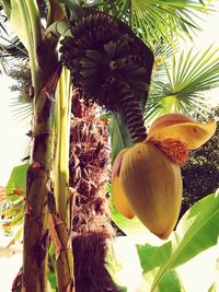 Close-up of fruit growing on tree