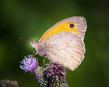 Close-up of butterfly on purple flower