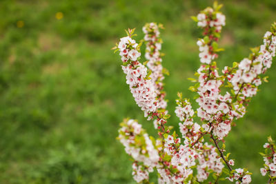 Close-up of insect pollinating flower