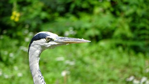 Close-up of gray heron