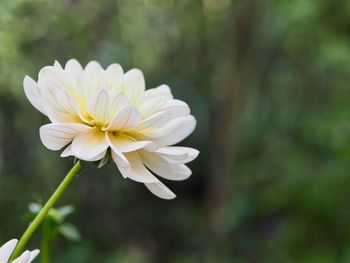 Close-up of white flowering plant