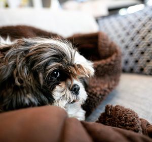 Close-up of dog with hand