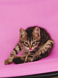 Close-up portrait of cat on pink wall