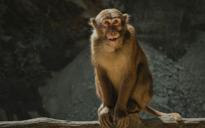 Portrait of monkey sitting outdoors