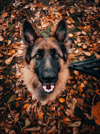 German shepherd puppy, cute dog fall photography 