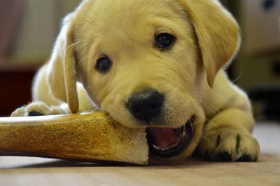 Close-up portrait of labrador puppy biting bone