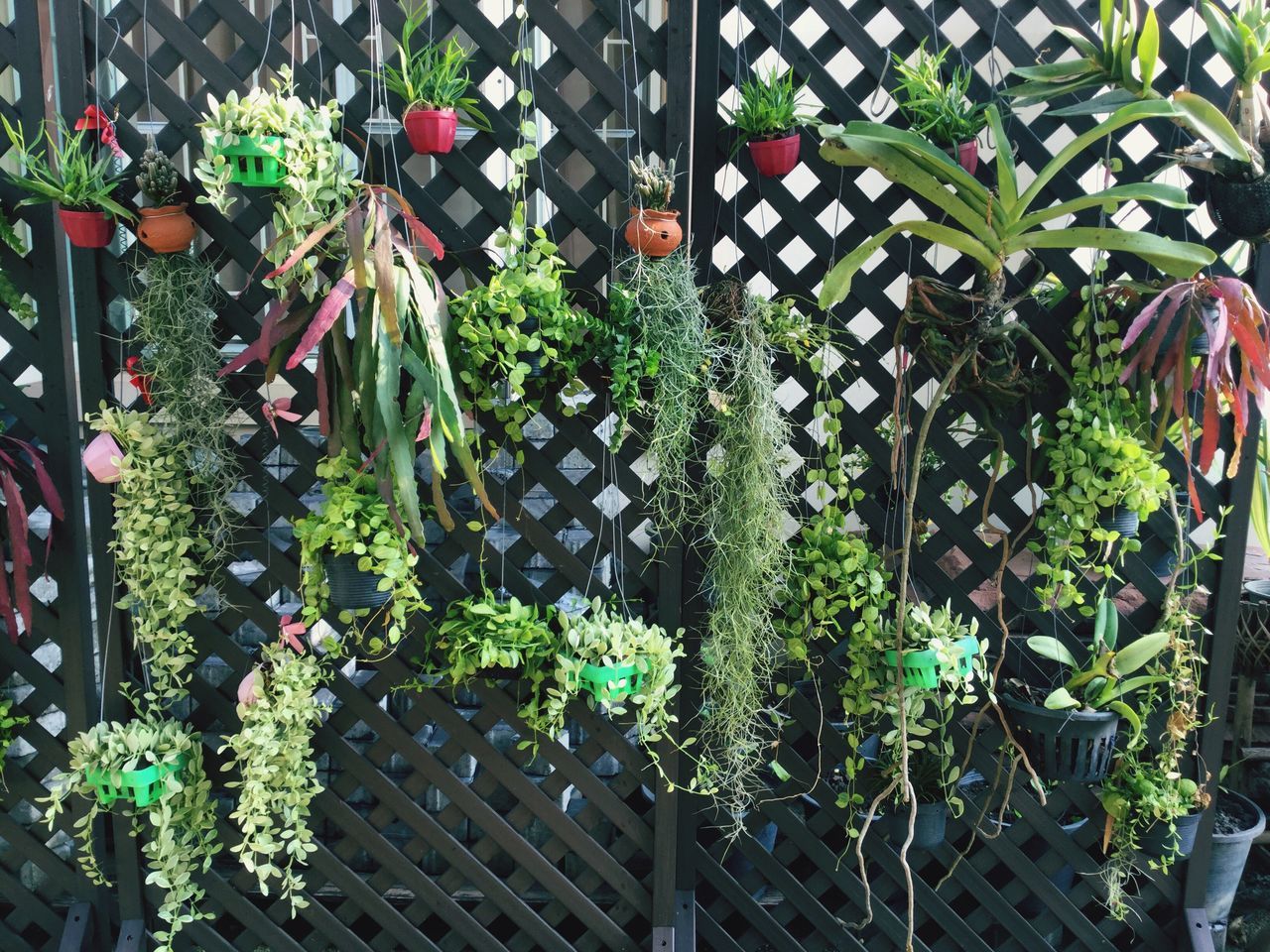 plant, growth, leaf, green color, flower, potted plant, freshness, nature, growing, outdoors, fence, day, high angle view, no people, front or back yard, metal, sunlight, ivy, beauty in nature, abundance