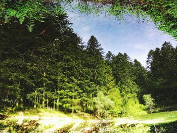 Scenic view of forest against sky