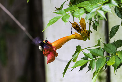 Close-up of insect pollinating on flower