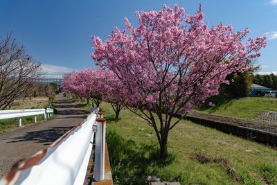 Pink cherry blossoms on road