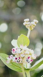 Close-up of flowers growing on tree