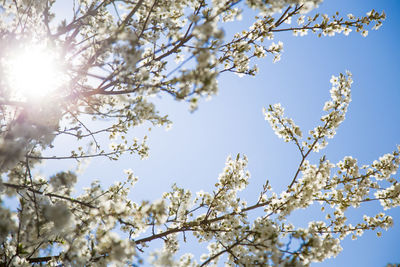 Low angle view of cherry blossoms against sky