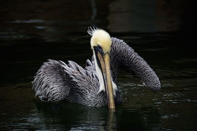 Close-up of pelican swimming on lake