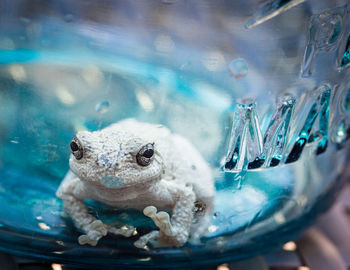 Close-up of turtle in water