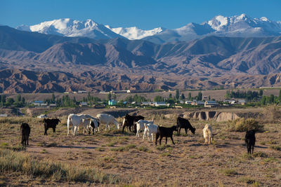 Group of goats grazing against mountains