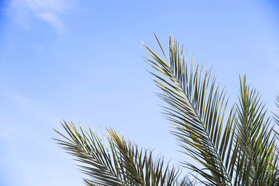 Low angle view of palm tree against clear blue sky