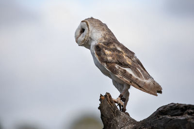 Low angle view of bird perching on rock
