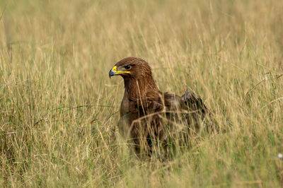 Side view of a bird on grass