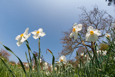 Low angle view of white flowers blooming against sky