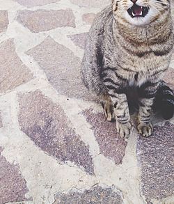 High angle view of cat standing on footpath