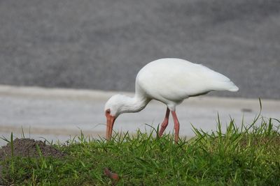 White duck in a field