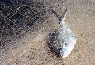High angle view of dead fish on grass