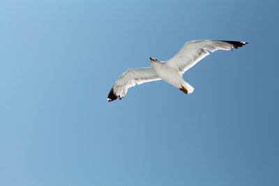 Low angle view of bird flying against clear blue sky