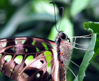 Close-up of butterfly on plant