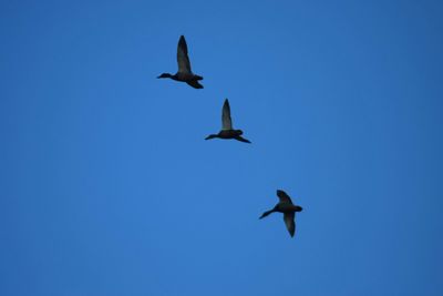 Low angle view of bird flying against blue sky